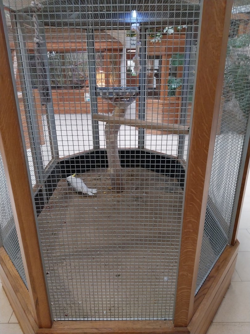 Zoo Sierakowice - Sulphur Crested Cackatoo (Cacatua galerita) aviary