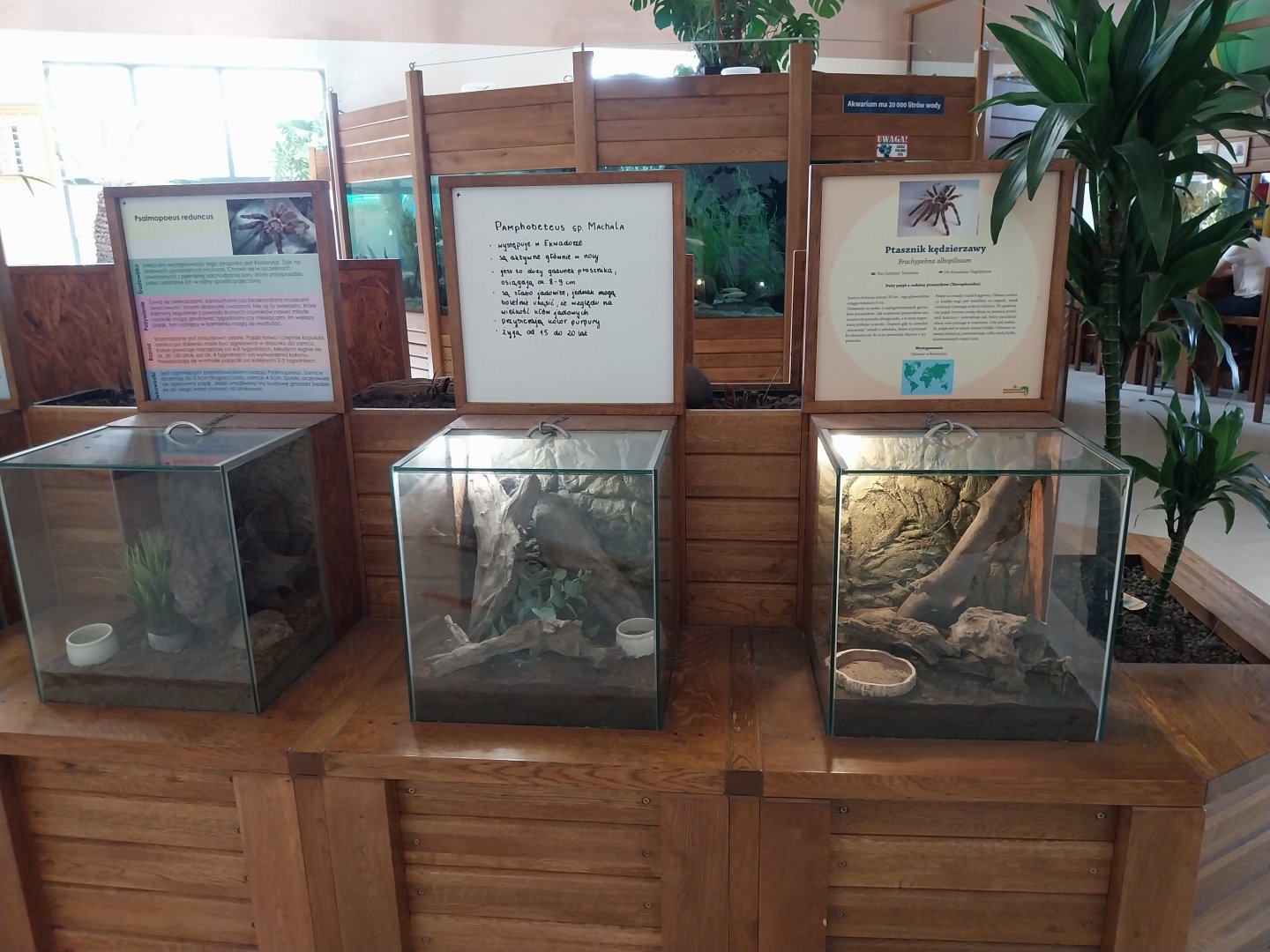 Zoo Sierakowice - Tarantulas