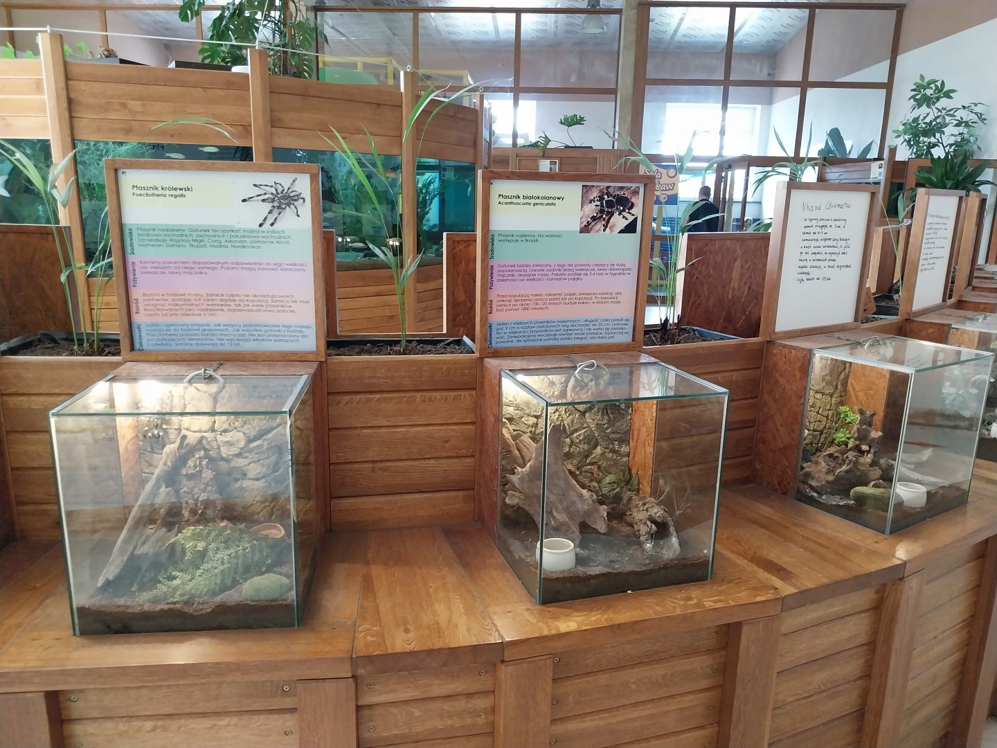 Zoo Sierakowice - Tarantulas