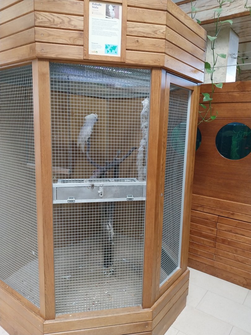 Zoo Sierakowice - White Cockatoo (Cacatua alba)