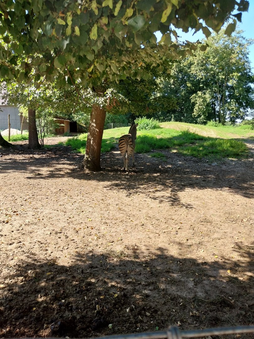 Zoo Stadt Haag - Chapman's zebra enclosure