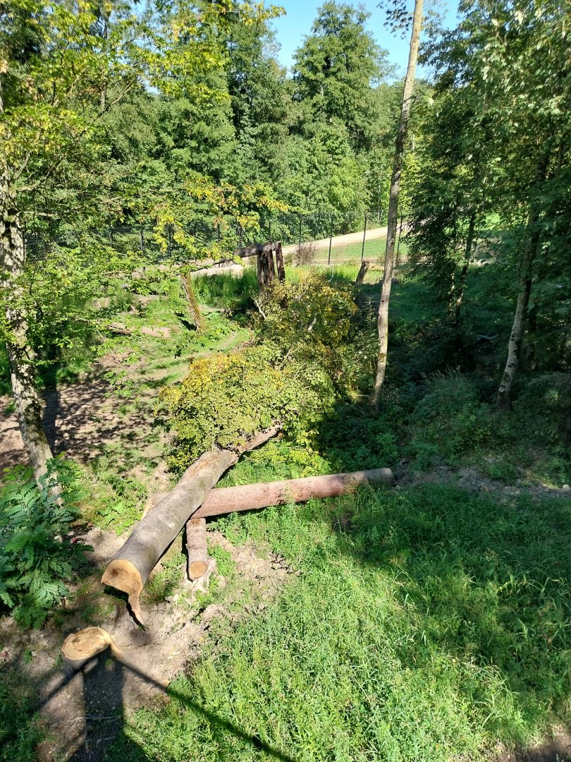 Zoo Stadt Haag - European brown bear & Eurasian wolf enclosure