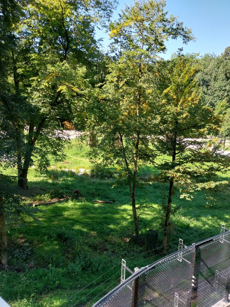 Zoo Stadt Haag - European brown bear & Eurasian wolf enclosure