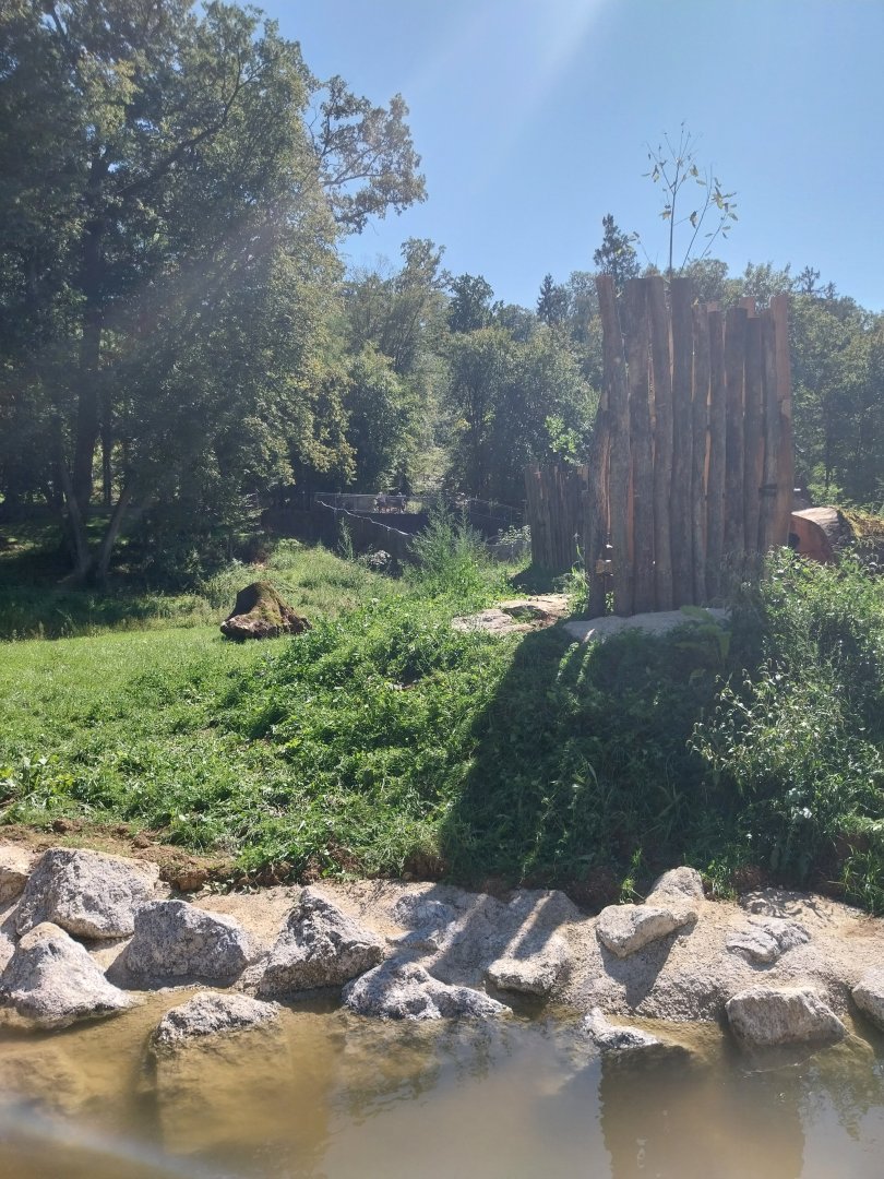Zoo Stadt Haag - European brown bear & Eurasian wolf - Rubbing trees