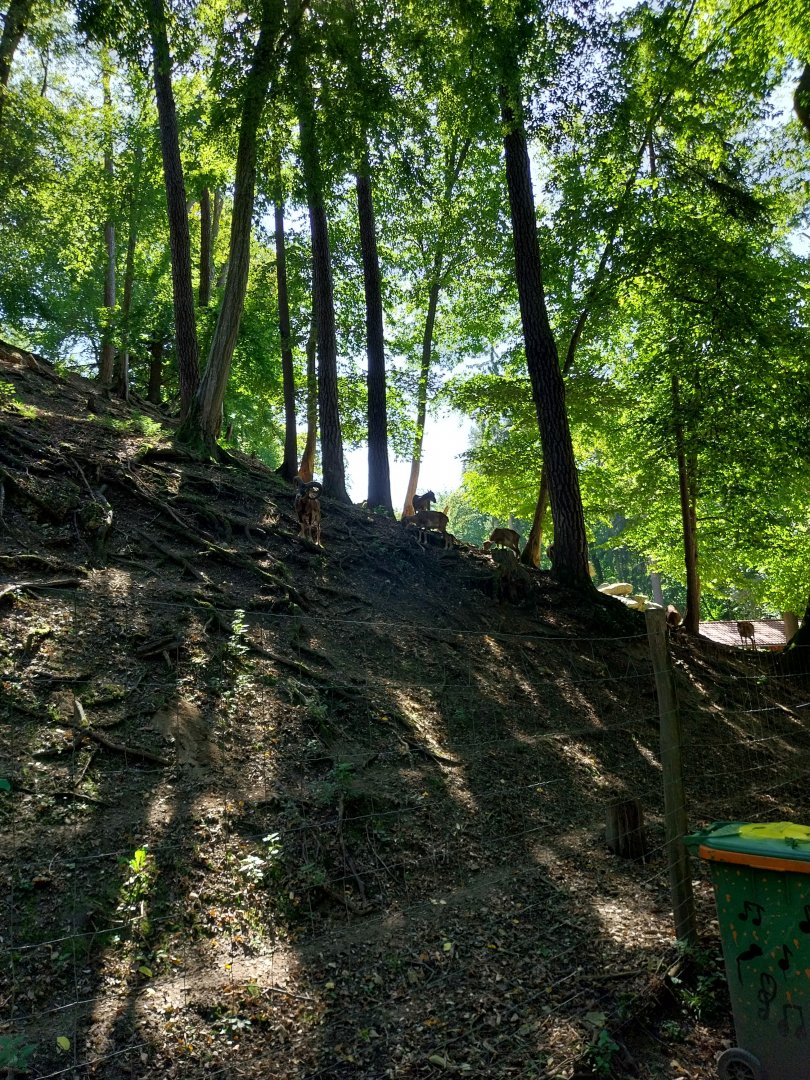 Zoo Stadt Haag - European mouflon (Ovis orientalis musimon)
