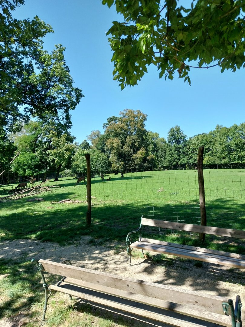 Zoo Stadt Haag - Red deer enclosure