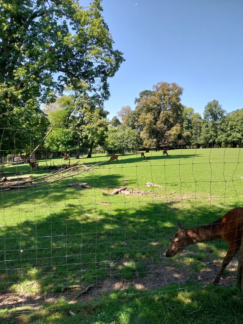 Zoo Stadt Haag - Red deer enclosure