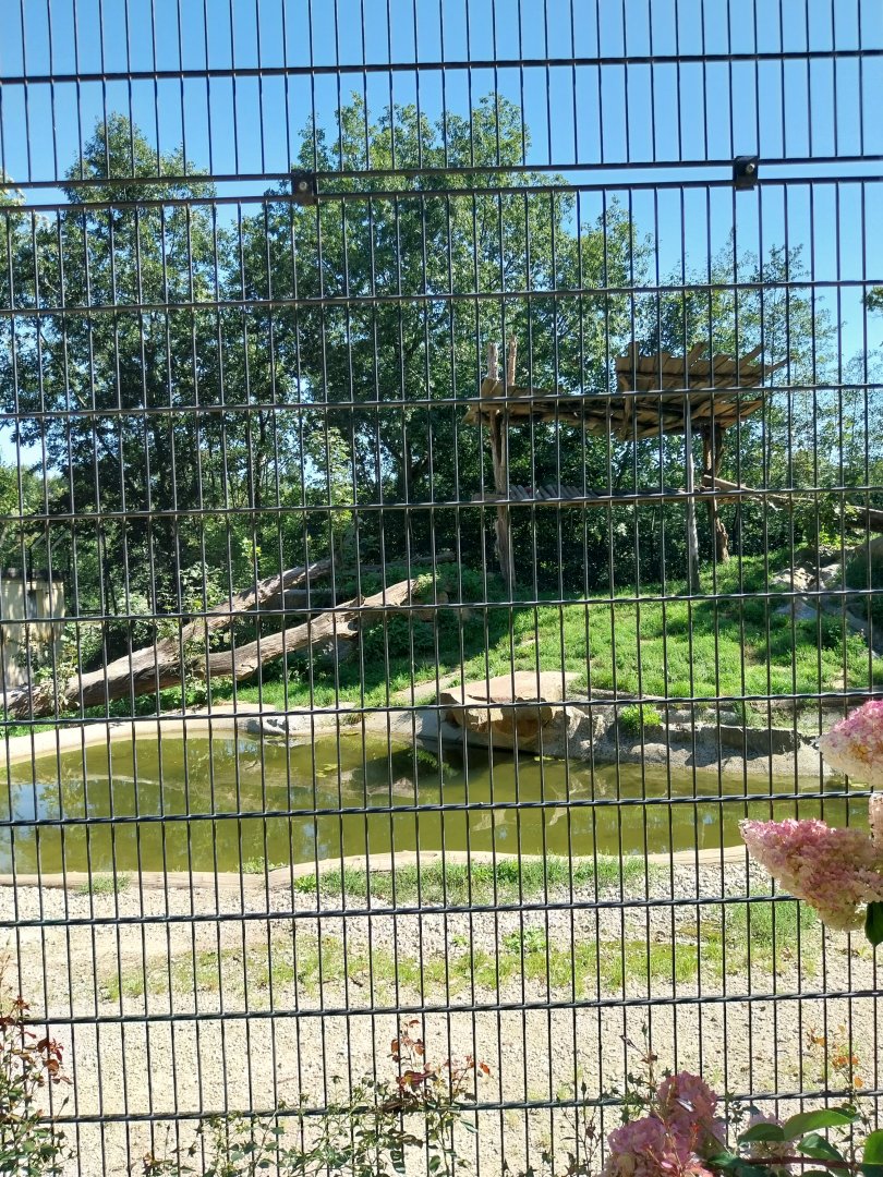 Zoo Stadt Haag - Siberian tiger main enclosure