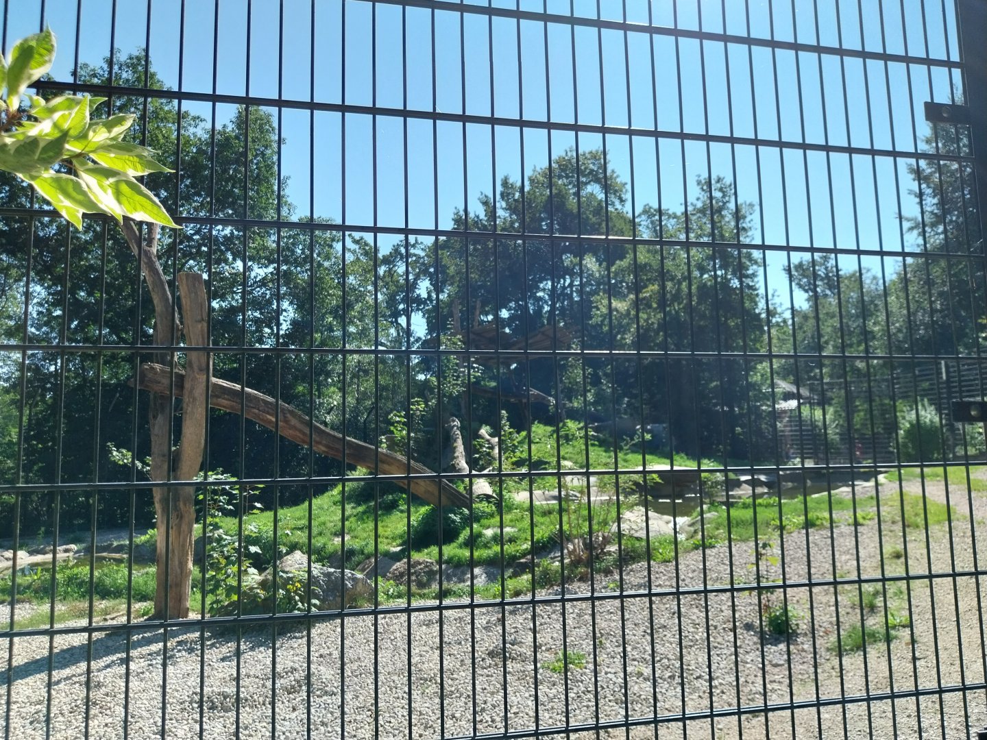 Zoo Stadt Haag - Siberian tiger main enclosure