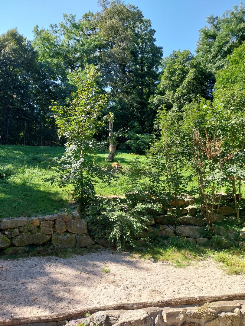 Zoo Stadt Haag - Southwest African lion main enclosure