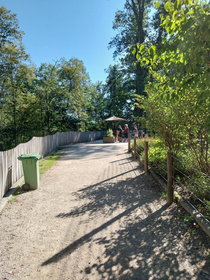 Zoo Stadt Haag - Southwest African lion - Rooftop viewing point