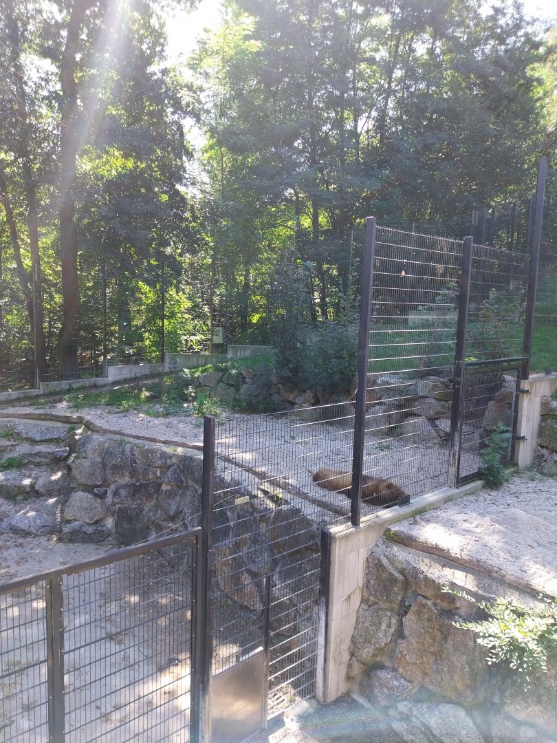 Zoo Stadt Haag - Southwest African lion seclusion enclosure