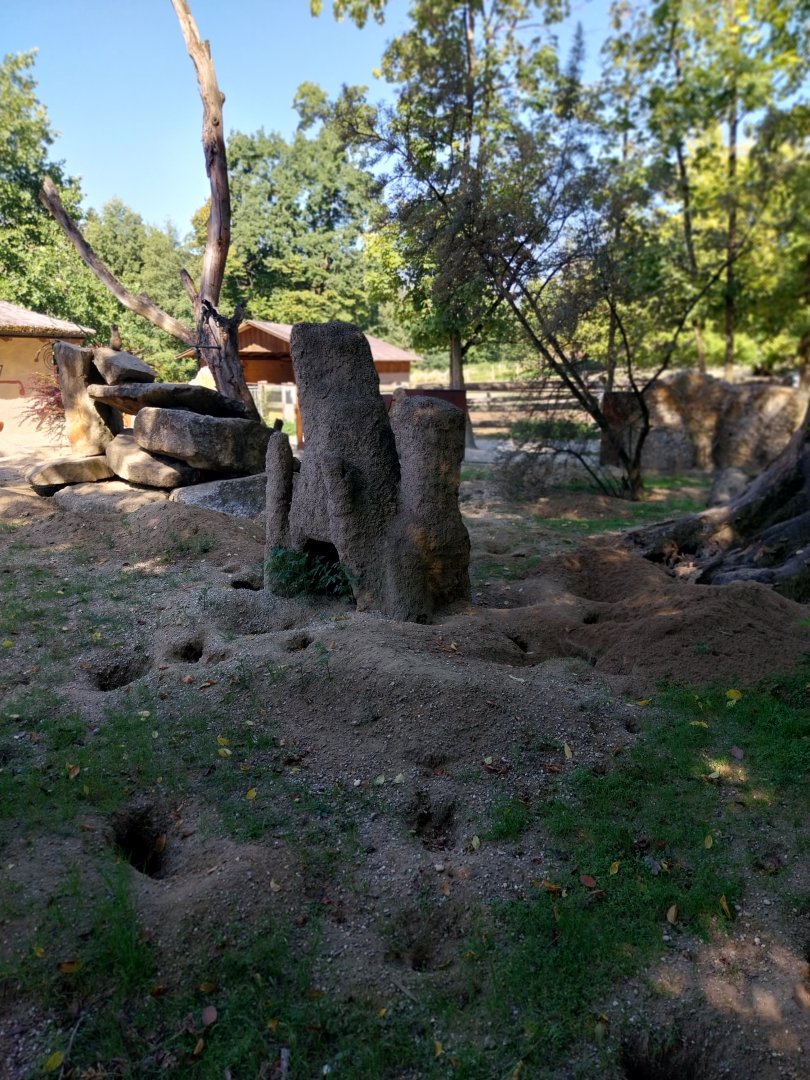 Zoo Stadt Haag - Suricate enclosure