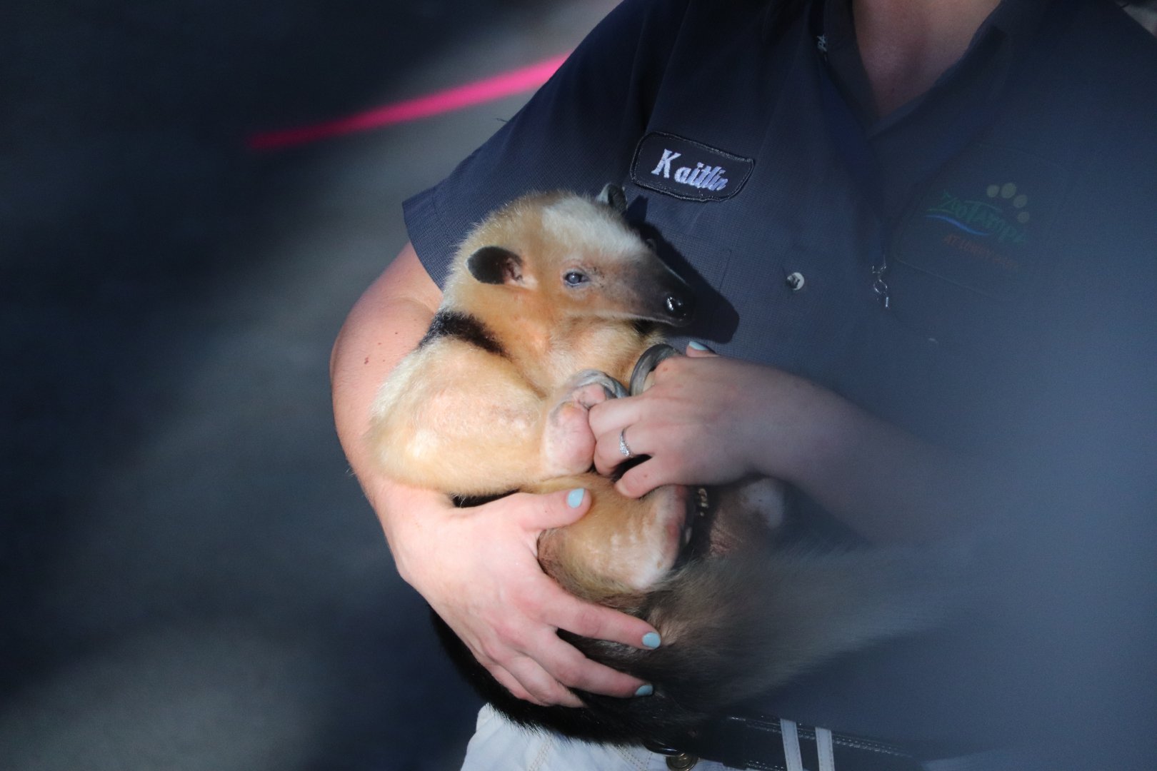 Zoo Tampa at Lowry Park - Southern Tamandua - Silvio