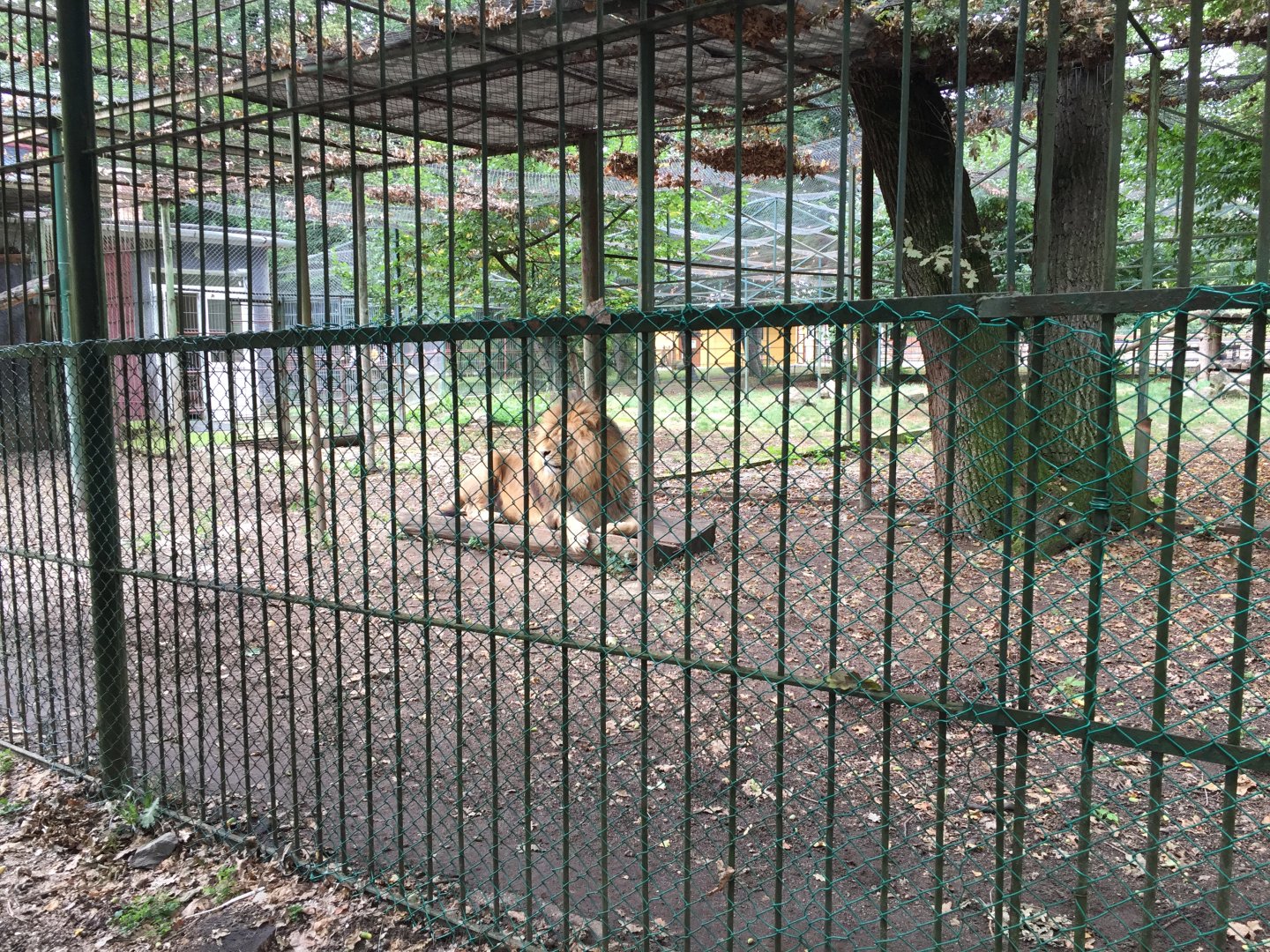Zoo Târgu-Mures 27.08.2021.