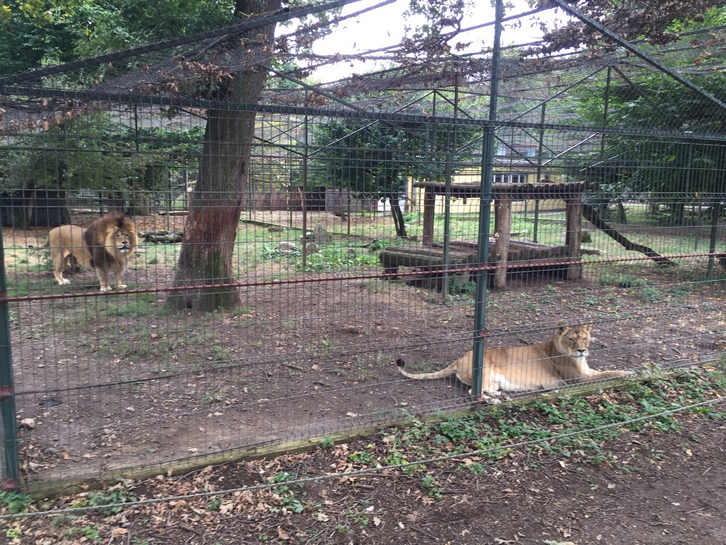 Zoo Târgu-Mures 27.08.2021.