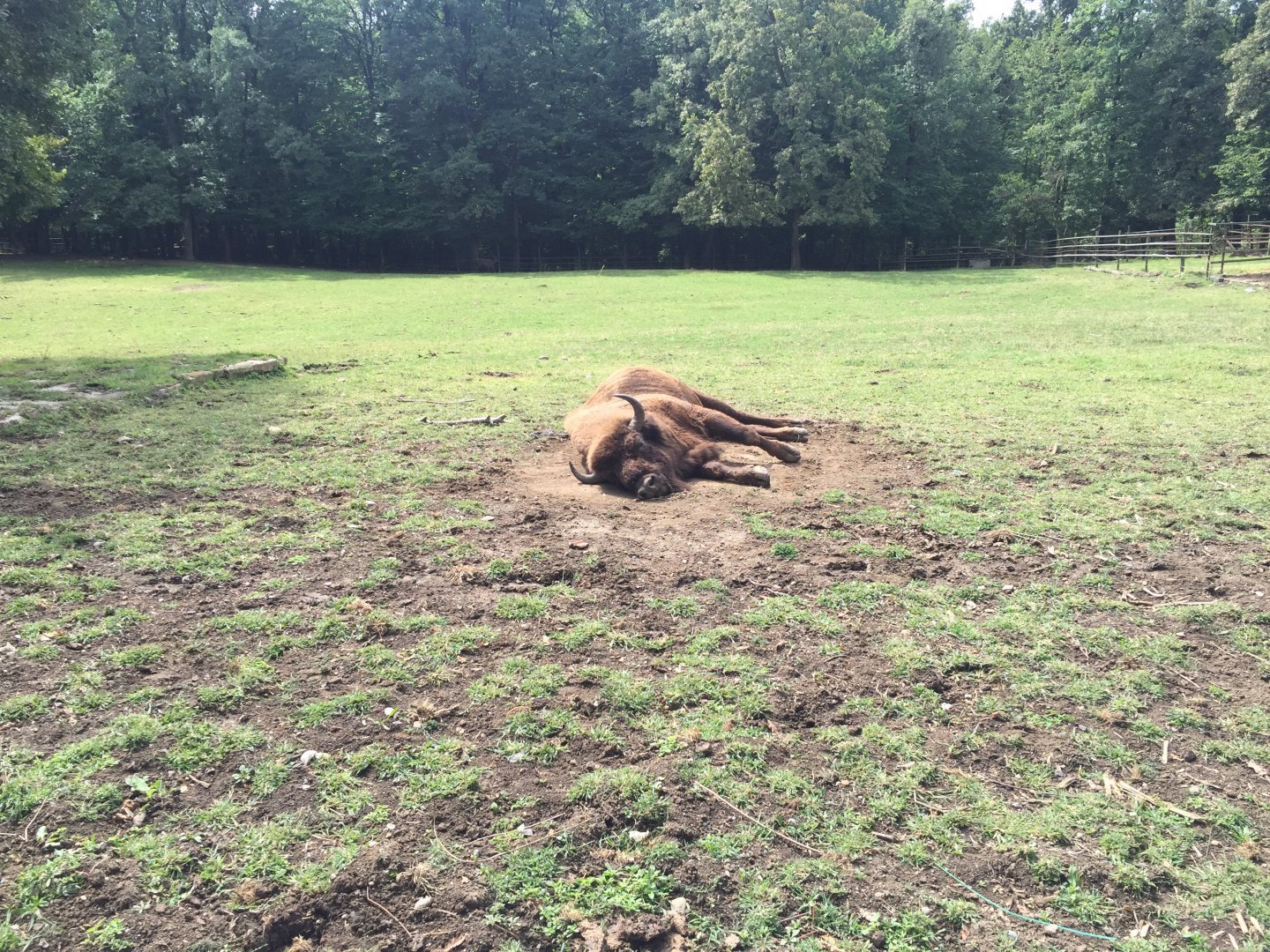 Zoo Târgu-Mures 27.08.2021.