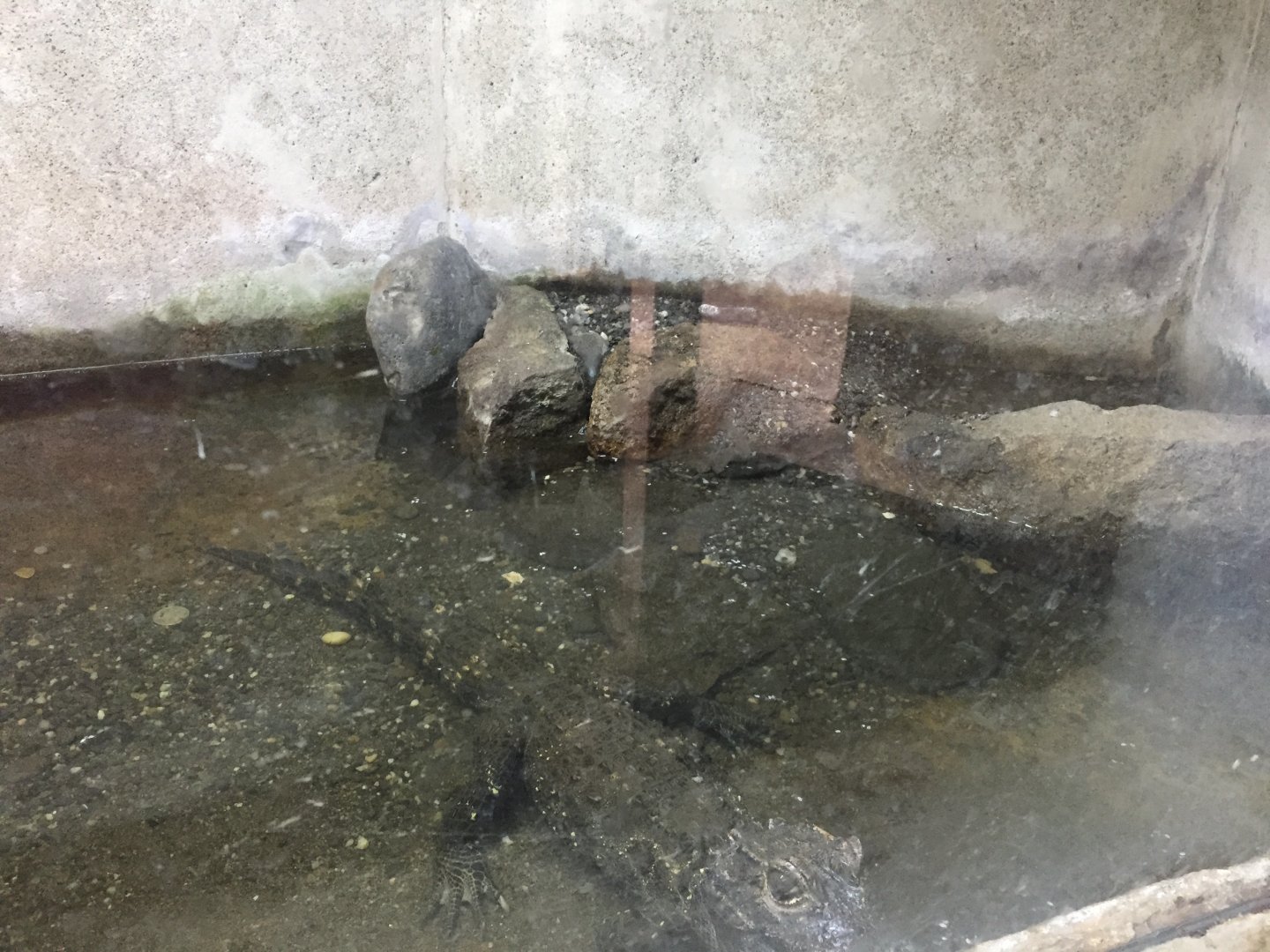 Zoo Târgu-Mures 27.08.2021.