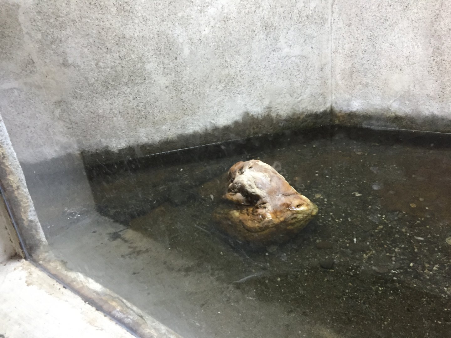 Zoo Târgu-Mures 27.08.2021.