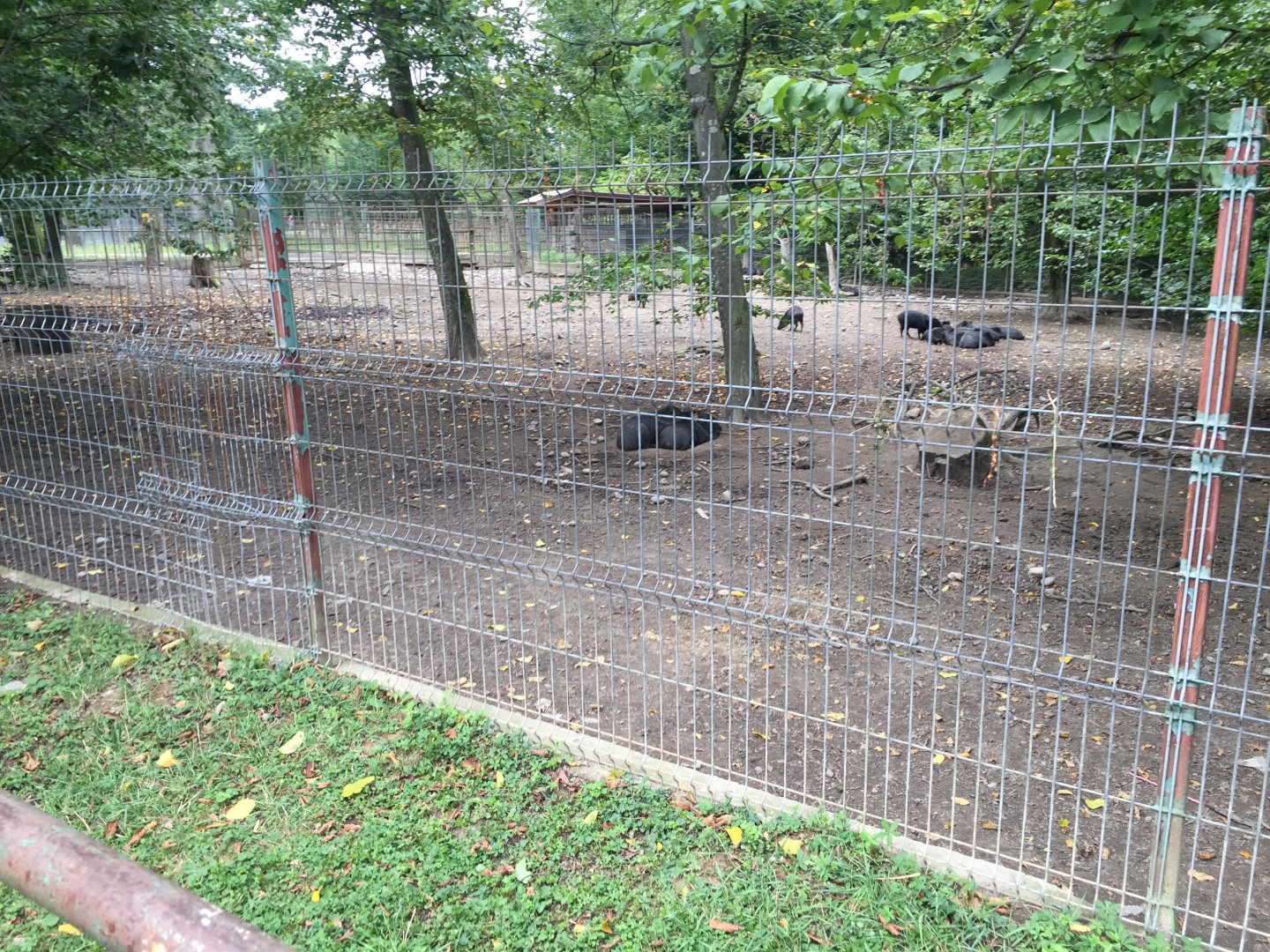 Zoo Târgu-Mures 27.08.2021.