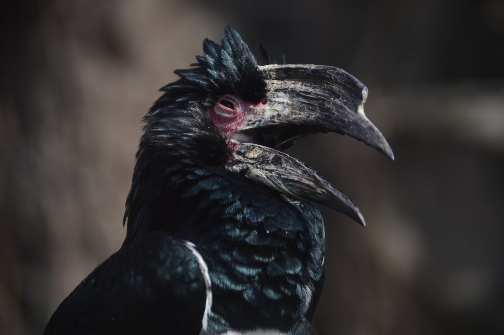 Zoo - Trumpeter Hornbill (Bycanistes bucinator)