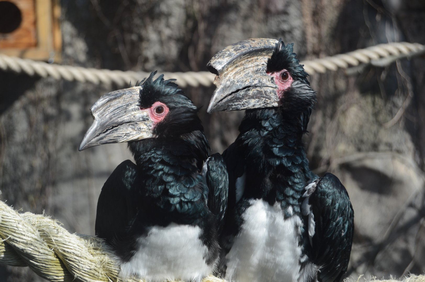 Zoo - Trumpeter Hornbills (Bycanistes bucinator)