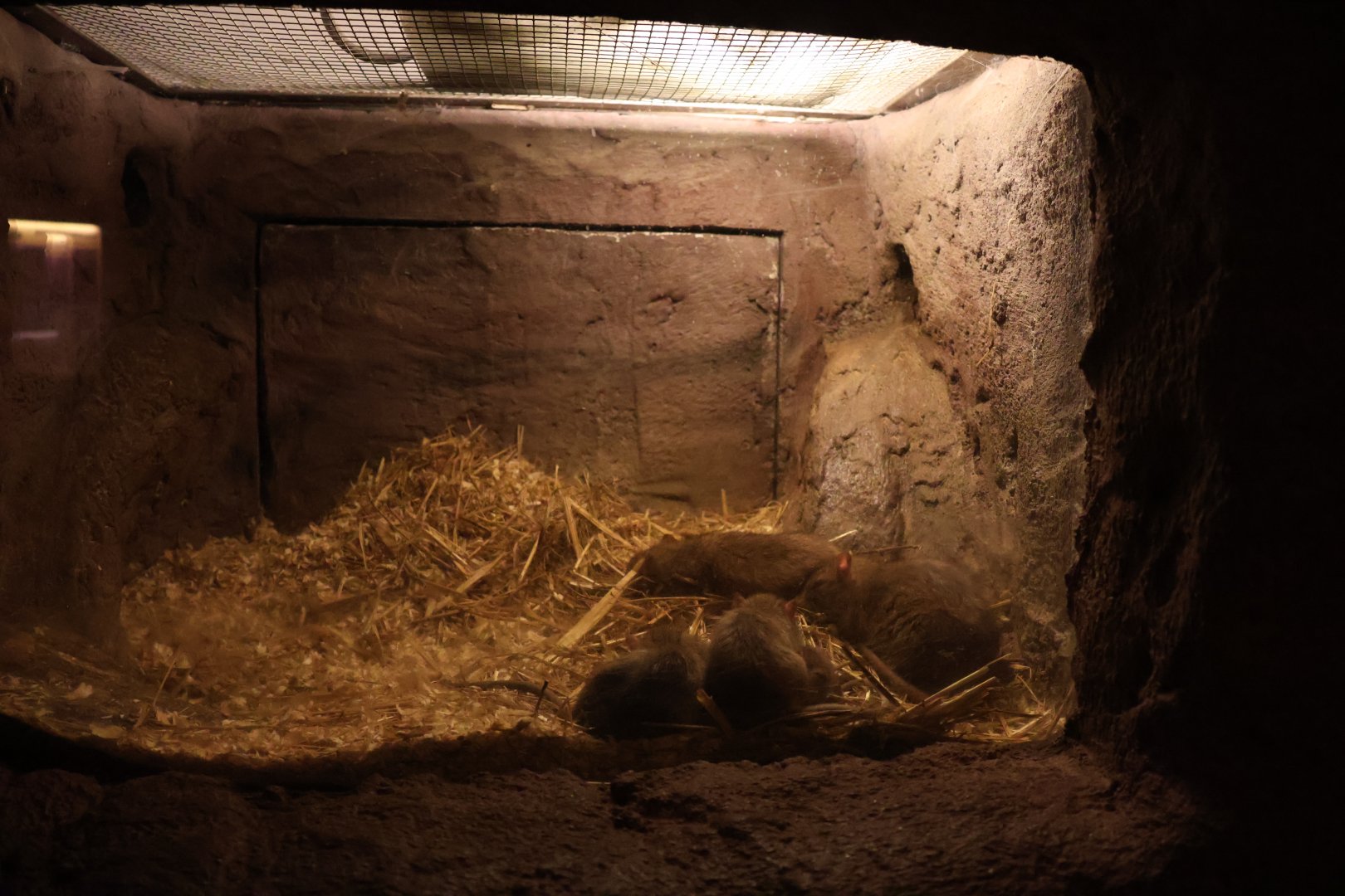 Zoo unter der Erde - Brown rat (Rattus norvegicus)