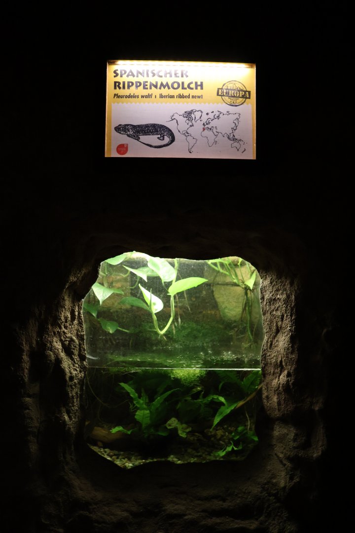 Zoo unter der Erde - Iberian ribbed newt enclosure