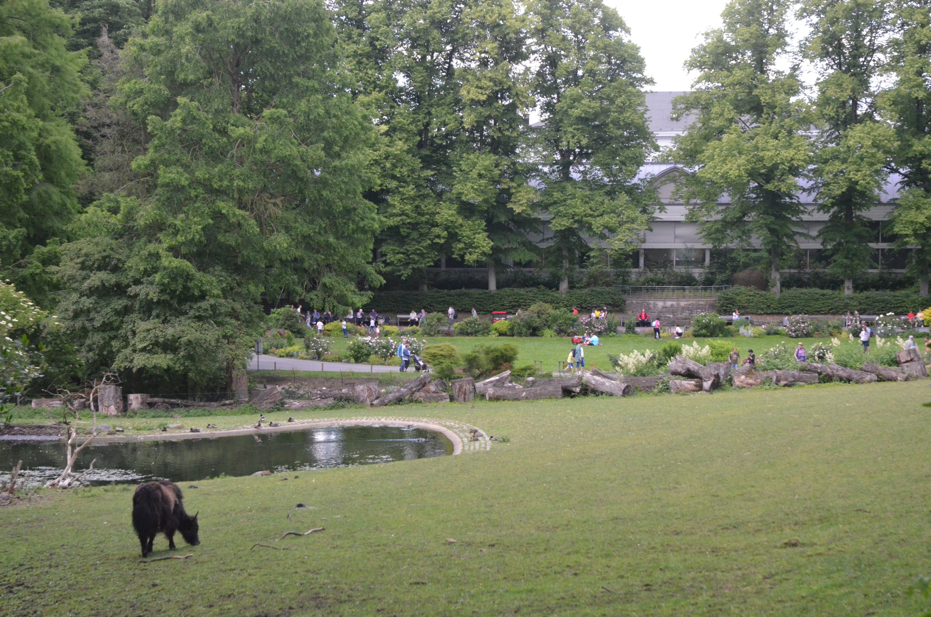 Zoo View with Yak at Wuppertal, 16/06/19