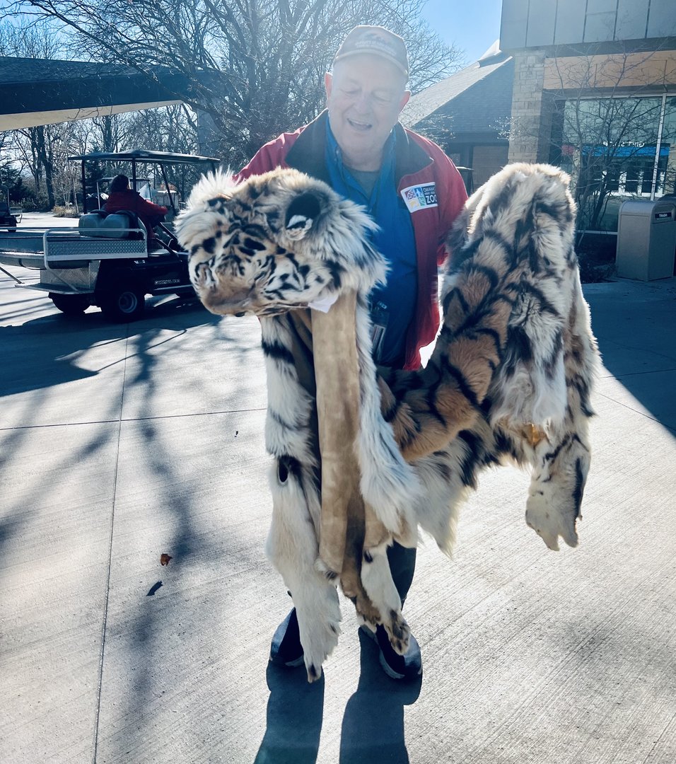 Zoo Volunteer with Tiger Pelt