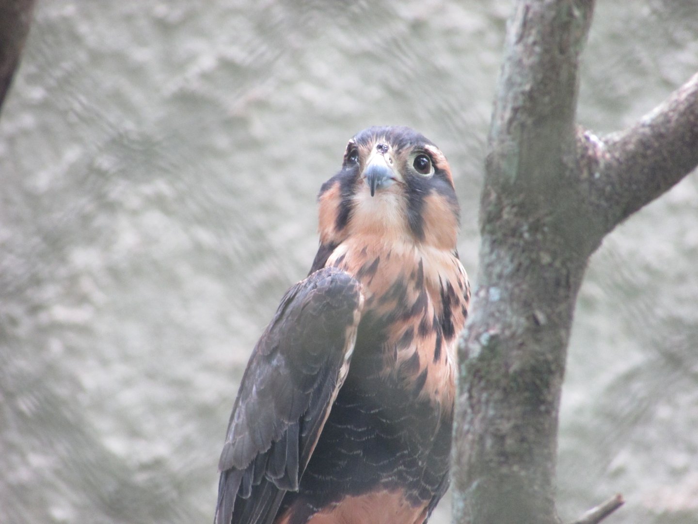 ZOO VR - Aplomado falcon