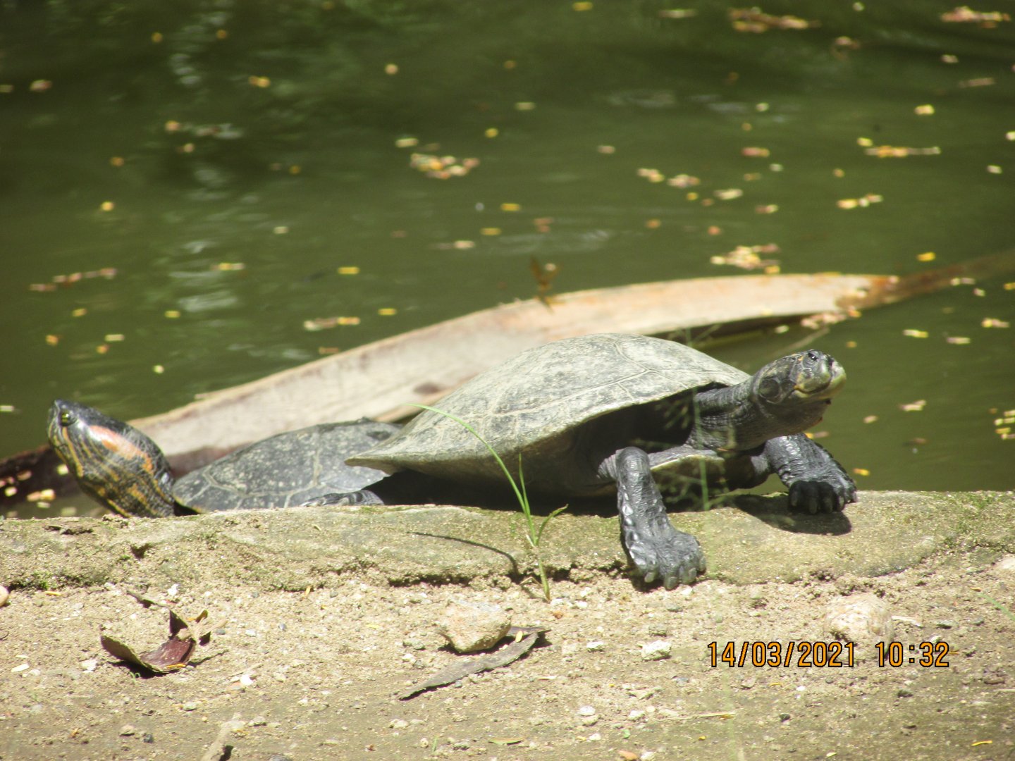 ZOO VR - Arrau turtle