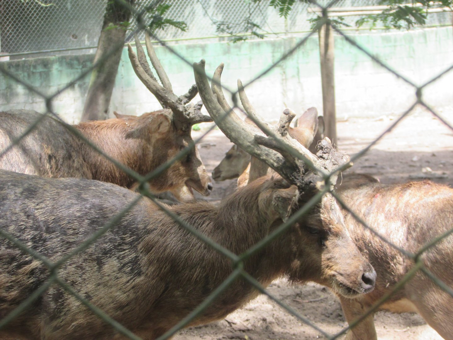 ZOO VR - Asian deer