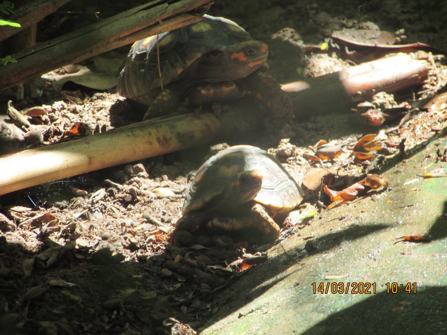 ZOO VR - Baby red-footed tortoises