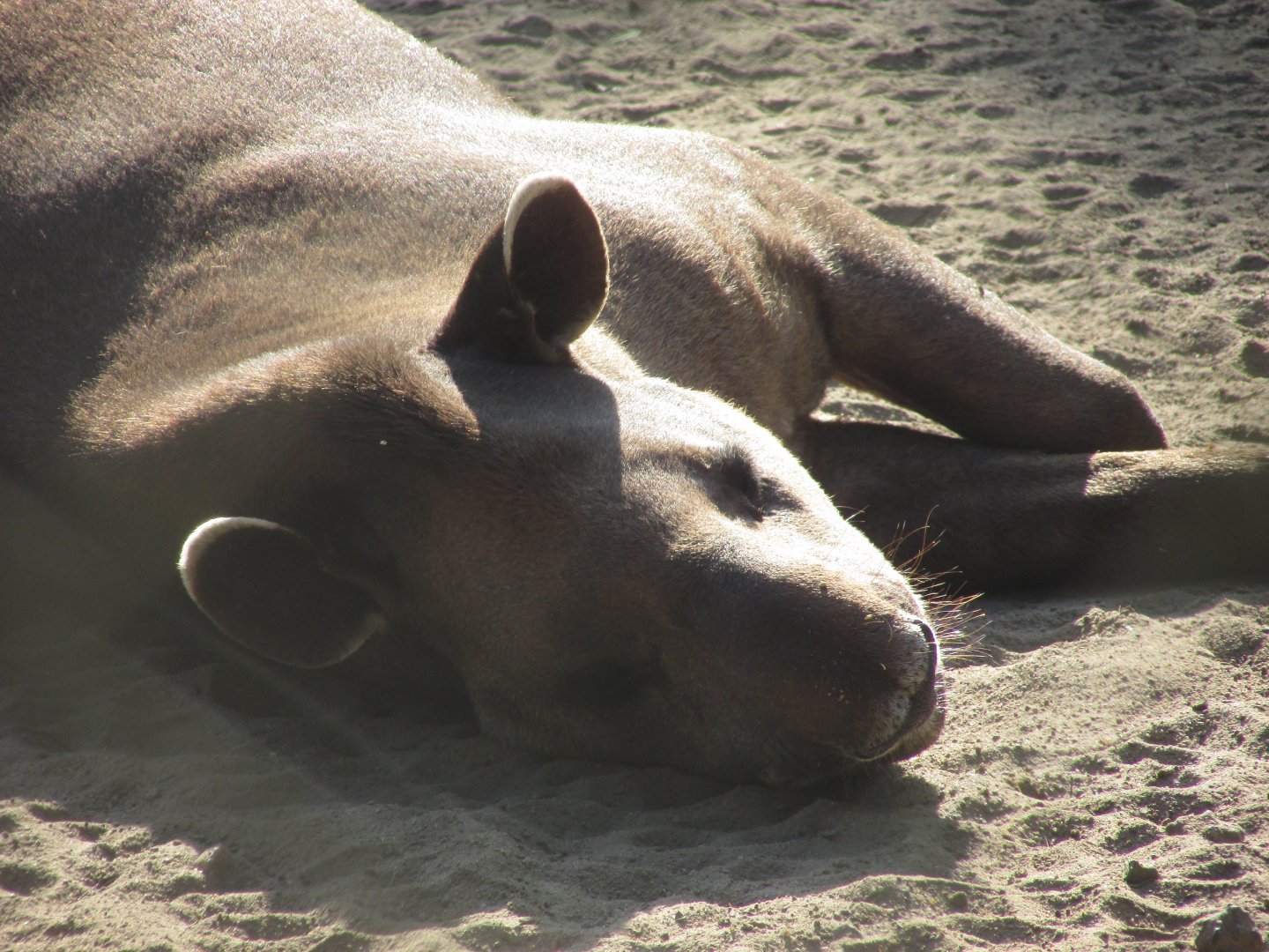 ZOO VR - Brazilian tapir