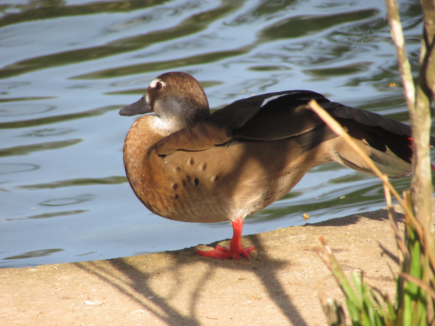 ZOO VR - Brazilian teal