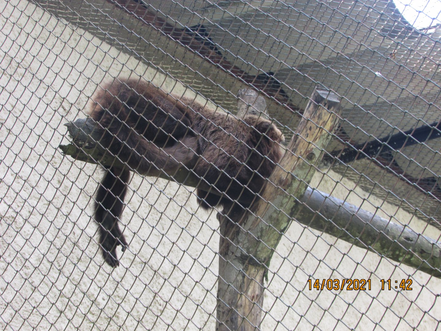 ZOO VR - Brown howler monkey