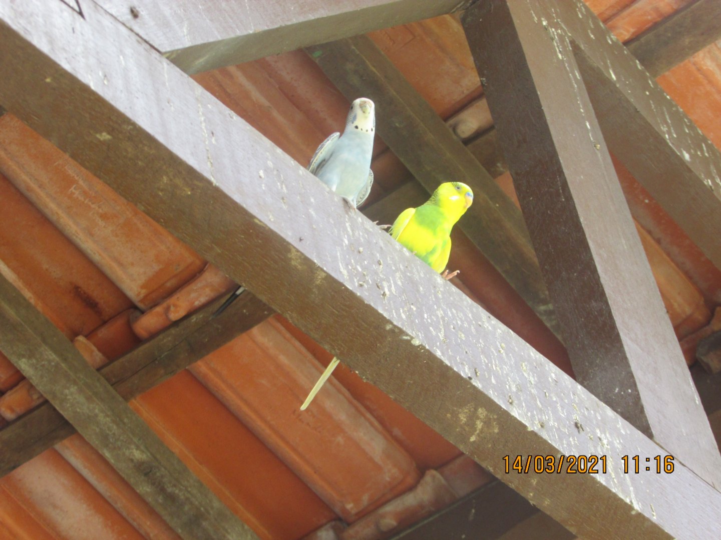 ZOO VR - Budgerigars