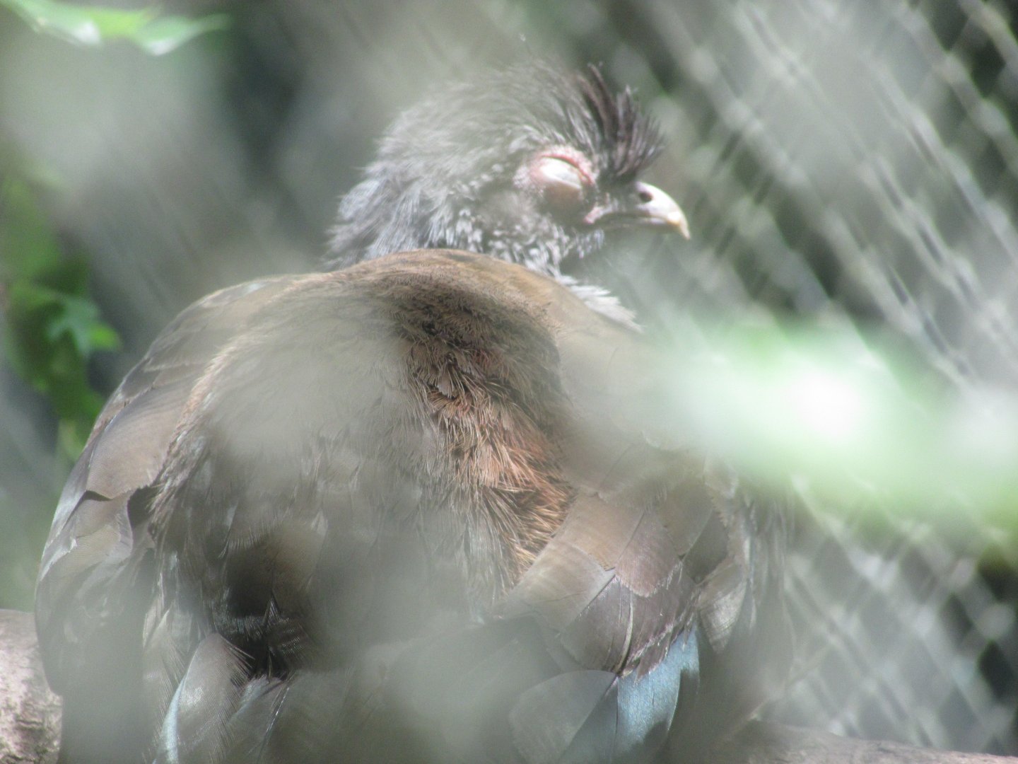 ZOO VR - Chaco chachalaca