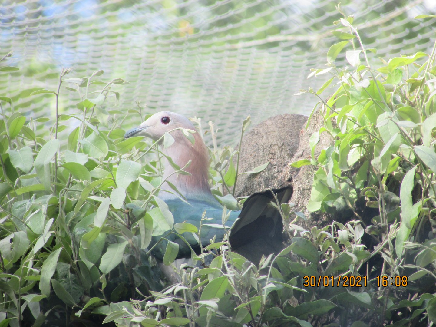 ZOO VR - Chestnut-napped imperial pigeon