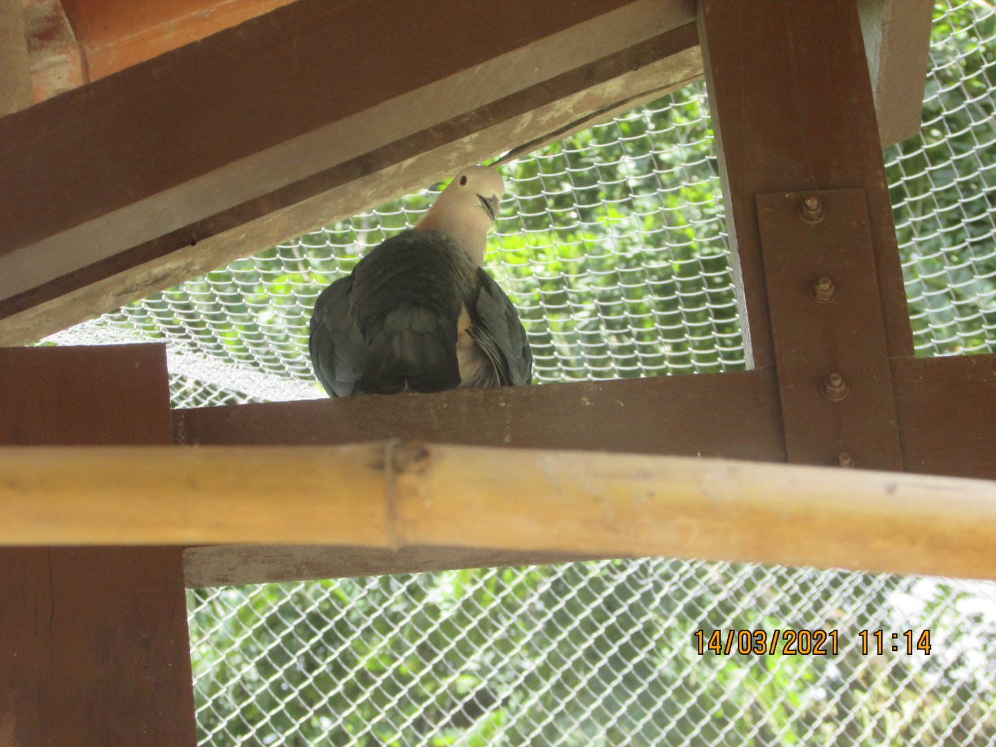 ZOO VR - Chestnut-napped imperial pigeon