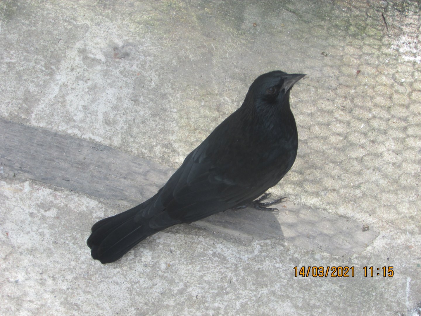 ZOO VR - Chopi blackbird