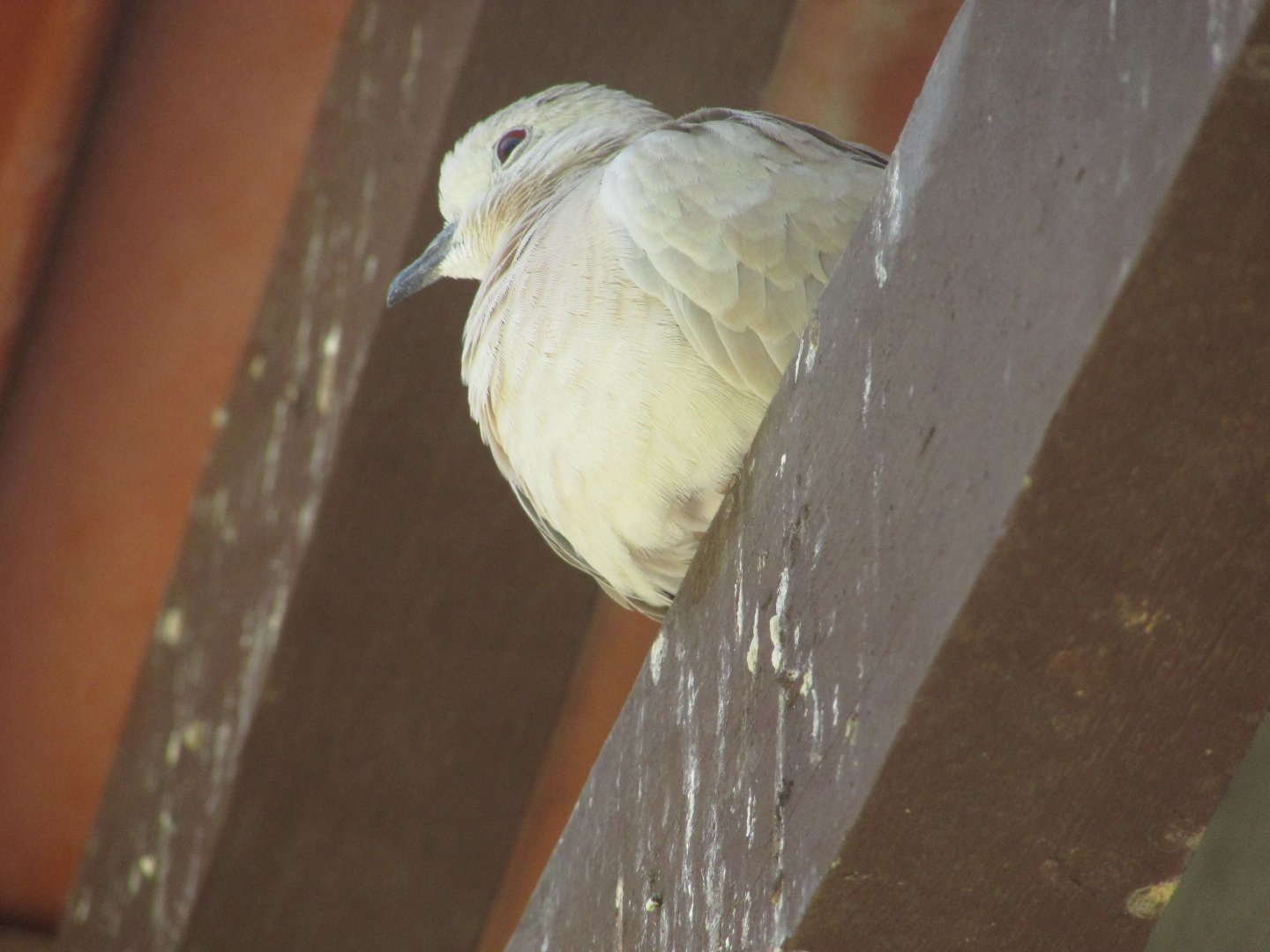 ZOO VR - Collared dove