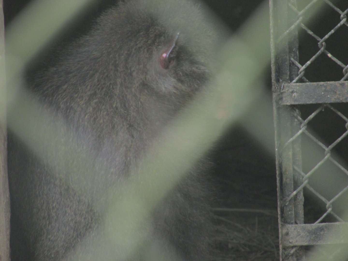 ZOO VR - Elderly Japanese macaque