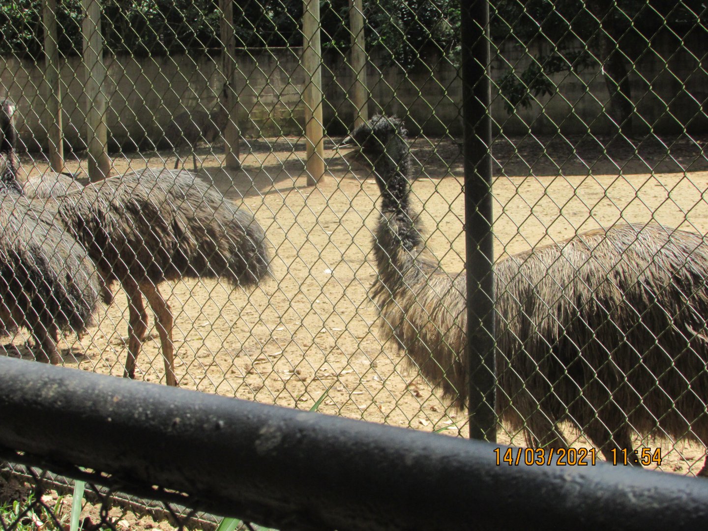 ZOO VR - Emus
