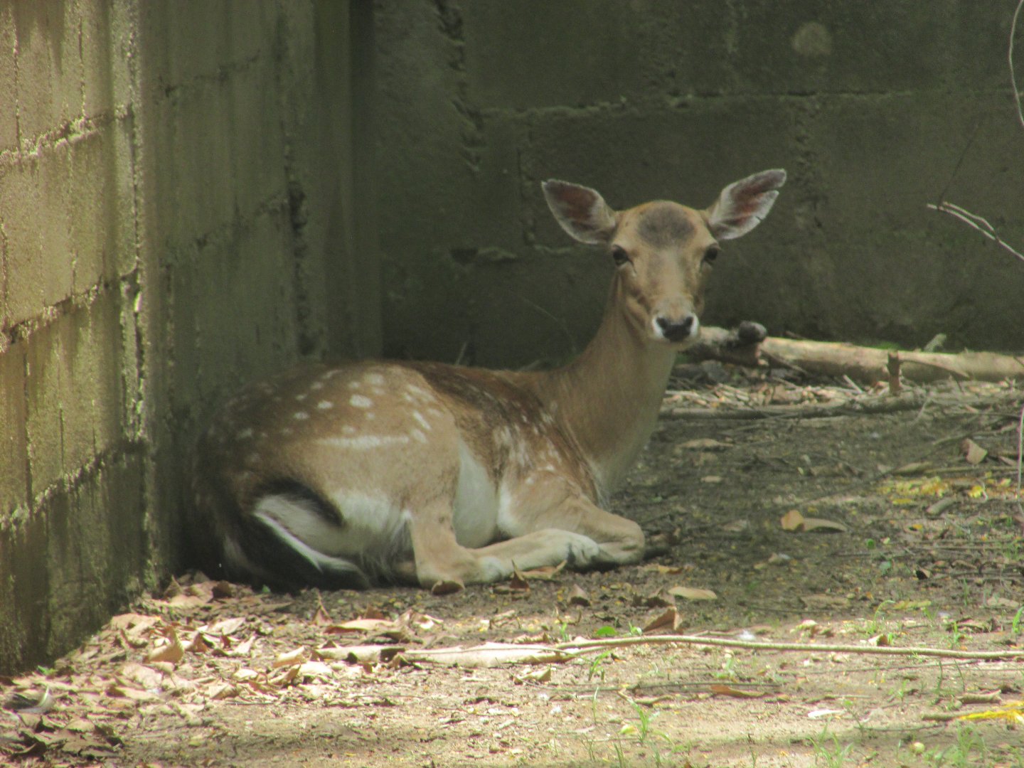 ZOO VR - Fallow deer
