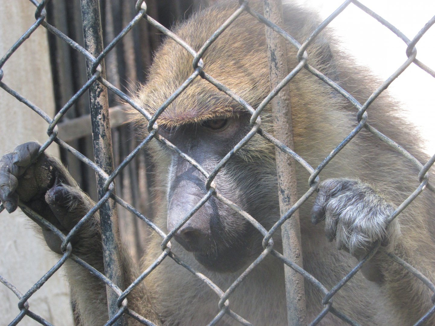 ZOO VR - Female olive baboon
