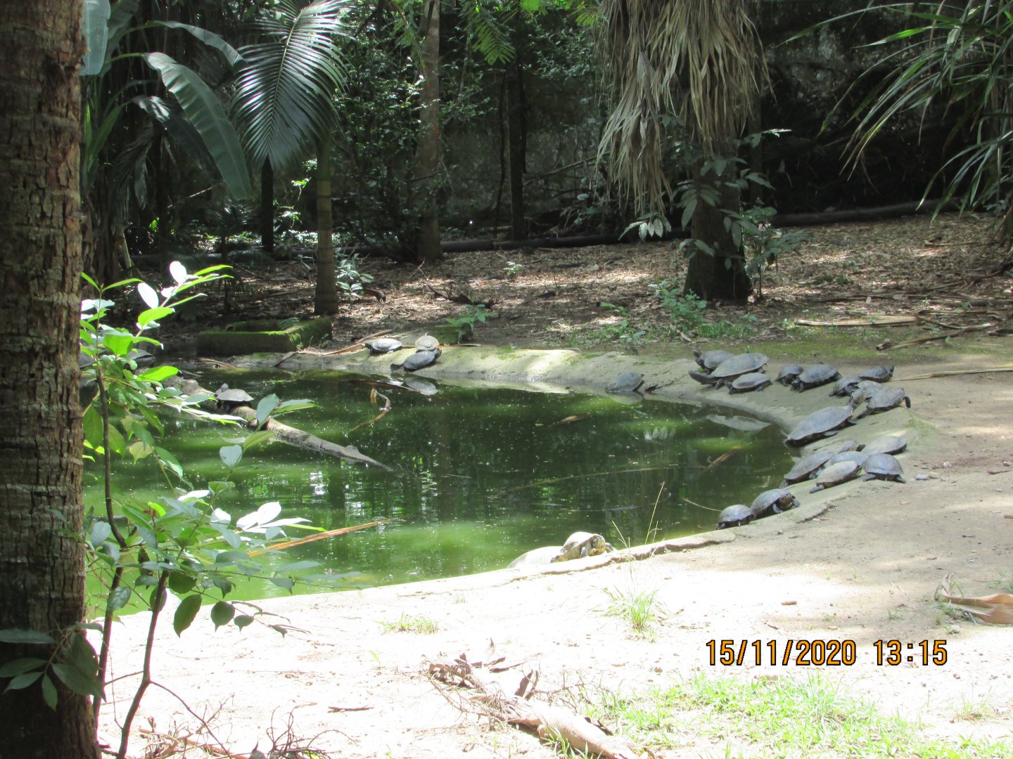 ZOO VR - Freshwater reptile exhibit