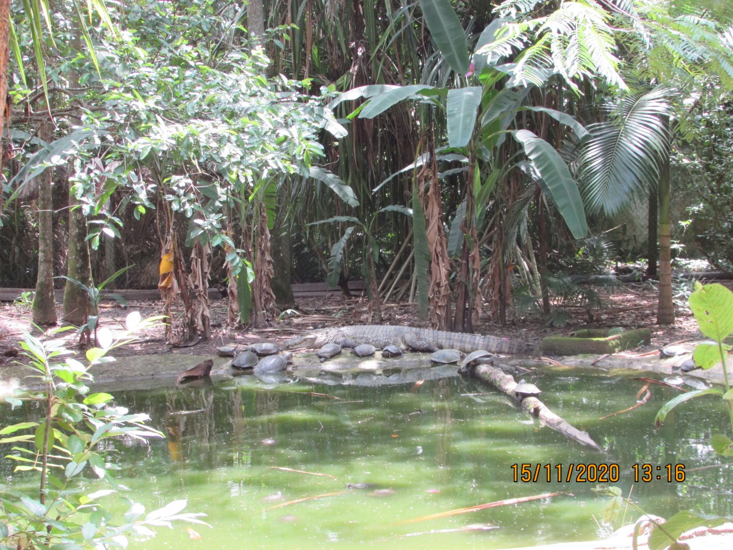 ZOO VR - Freshwater reptile exhibit