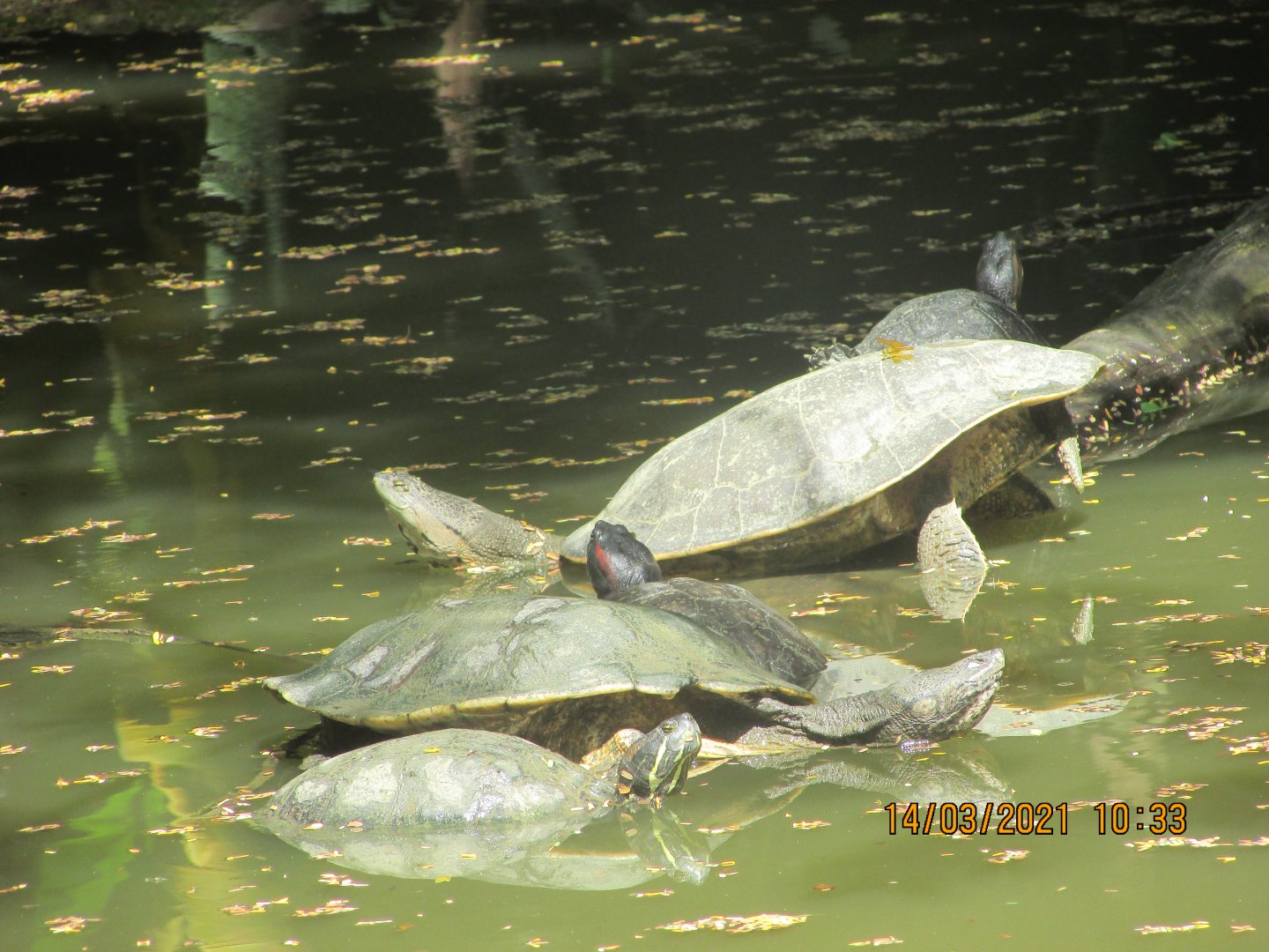 ZOO VR - Freshwater turtles